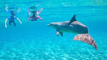Delfinhaus-Ausflug nach Hurghada – Schwimmen Sie mit Delfinen in ihrem natürlichen Lebensraum