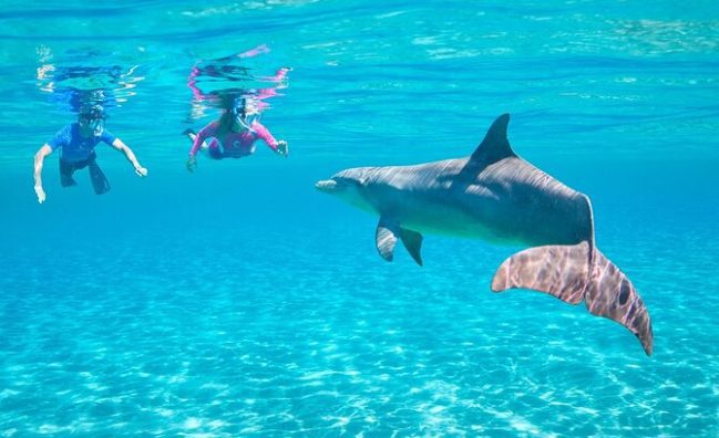 Delfinhaus-Ausflug nach Hurghada – Schwimmen Sie mit Delfinen in ihrem natürlichen Lebensraum