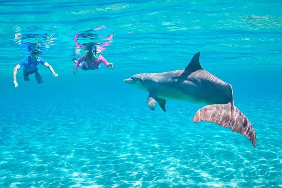 Delfinhaus-Ausflug nach Hurghada – Schwimmen Sie mit Delfinen in ihrem natürlichen Lebensraum