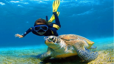 Abu Dabab Ausflug ab Hurghada | Schnorcheln mit Schildkröten und Dugongs