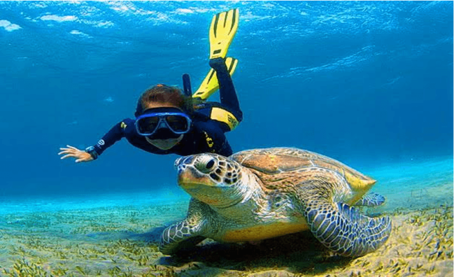 Abu Dabab Ausflug ab Hurghada | Schnorcheln mit Schildkröten und Dugongs