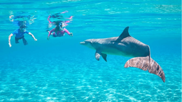 Dolphin House Hurghada – Delfine beobachten und Schnorcheln im Roten Meer