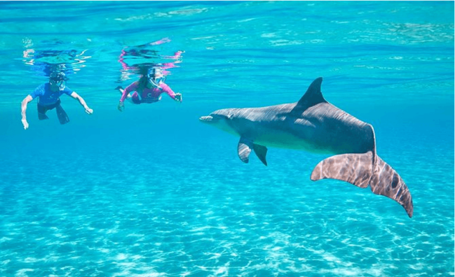 Dolphin House Hurghada – Delfine beobachten und Schnorcheln im Roten Meer