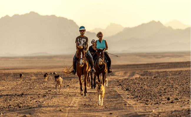 Private Reittour in Hurghada – Erleben Sie Freiheit zwischen Meer und Wüste